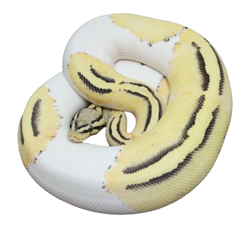 Pastel Desert Ball Python